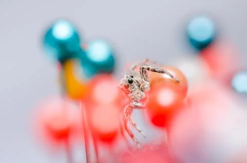 Spider and pins Foto stock