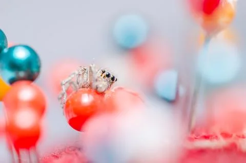 Spider and pins Stock Photos