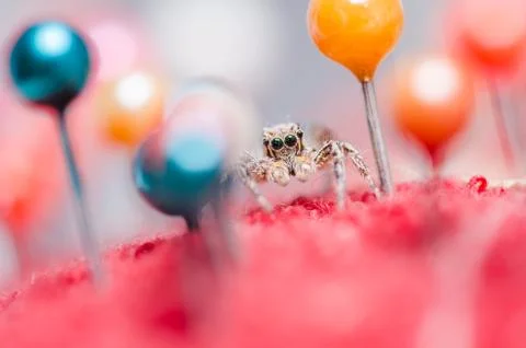 Spider and pins Stock Photos