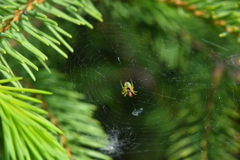 Spider and prey in cob web over green background Stock Photos