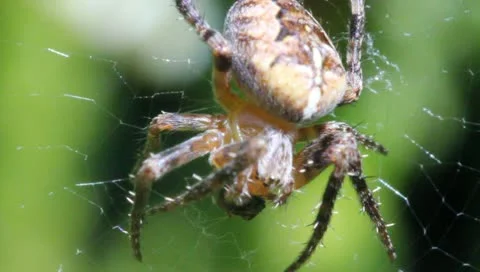 Spider and prey 스톡 동영상 10897943