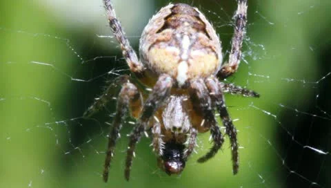 Spider and prey 스톡 동영상 10897956