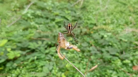 Spider and Prey Video stock 237523889