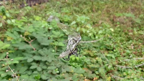 Spider and Prey Stock Footage 237755357