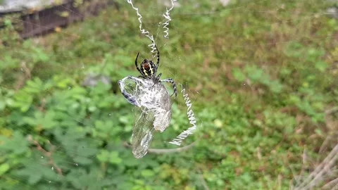 Spider and Prey Stock-Footage 237755385