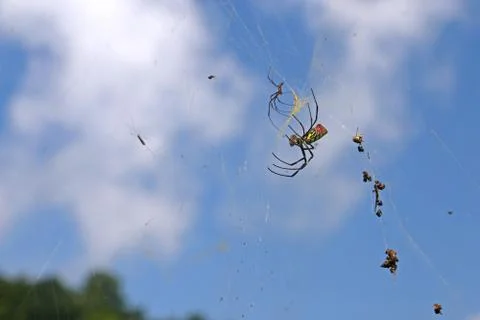 Spider and prey Foto stock