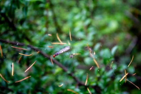 Spider and prey in web Stock Photos