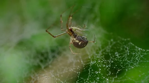 Spider and small fly Stock Footage 42788963