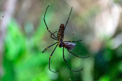 Spider and small Spiders Devouring Butterfly Stock Photos