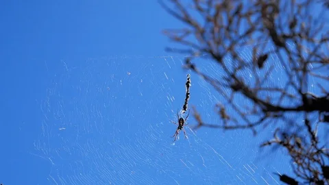 Spider and spider web close up on windy day Vídeo Stock 108650682
