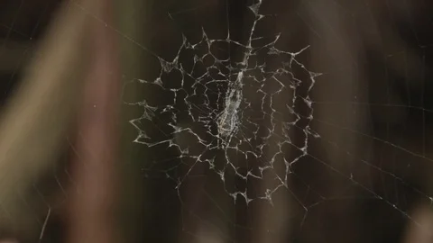Spider and spider web Stock Footage 81245422