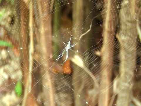 Spider and Spider Web Stock Footage 101211636