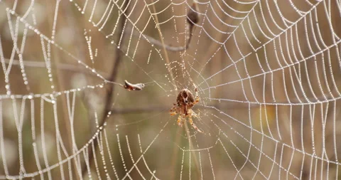 Spider and Spider's Web In The Field Close-Up 스톡 동영상 216647712