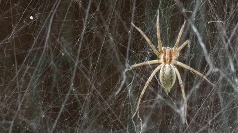 Spider and Spider's Web Sway In the Wind Stock Footage 80568276