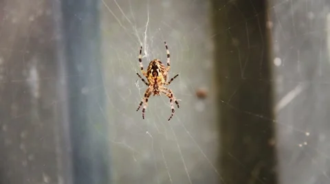 Spider and Spiderweb Closeup 01 Stock Footage 8565692