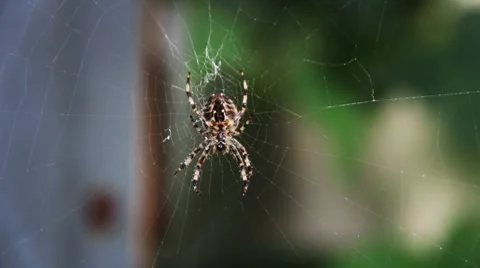 Spider and Spiderweb Closeup 02 Stock-Footage 8565700