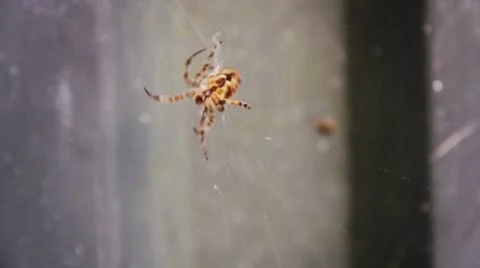 Spider and Spiderweb Closeup 03 Stock-Footage 8565690