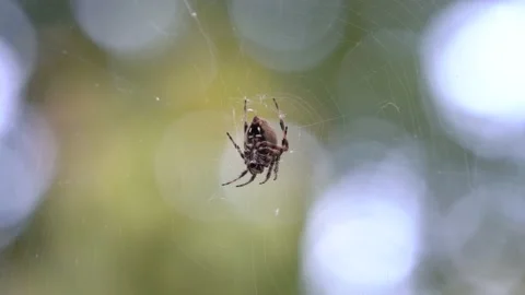 Spider and Spiderweb Stock Footage 211145504