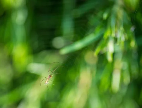 Spider and spiderweb over blurred green background Stock Photos
