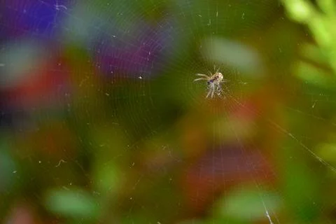 Spider and Spiderweb Stock Photos