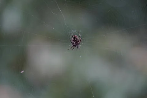 Spider and Spiderweb Stock Photos
