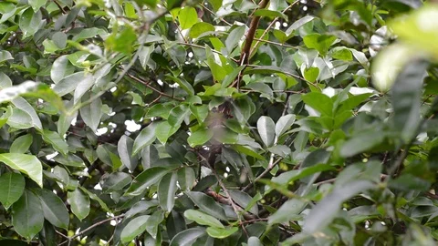 Spider and spiderweb in tree branches Stock Footage 103191268