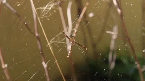 A spider and a trapping web Stock Footage 312242366