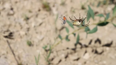 Spider and a victim Video stock 35233304