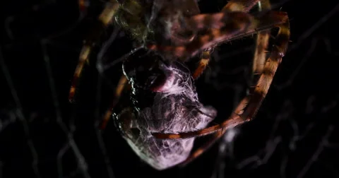 Spider and the victim Stock Footage 49302599