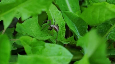 Spider and victim Stockbeeldmateriaal 154034089