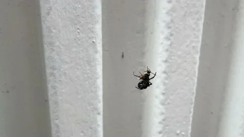 Spider and wasp fighting Stock Footage 156898064