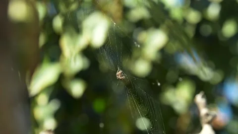 Spider and web against greenery #2 - 24p 4k Stock Footage 292312347