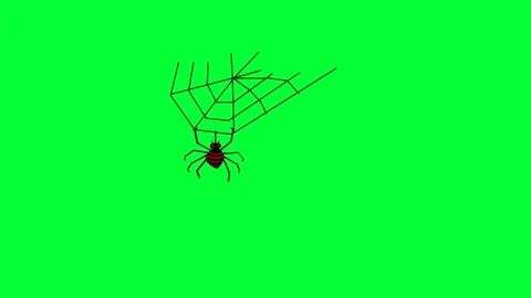 Spider and web background and 2d animation, animal, insect, hanging spider, cobw Stock Footage 253583612
