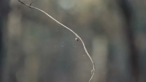 A spider and web blowing in the breeze on a tree branch Video stock 142802570