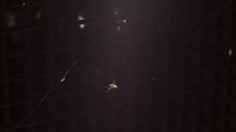Spider And Web Detailed Close Up Night Stock Footage 327687887