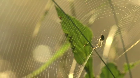 Spider and Web Stock Footage 380582