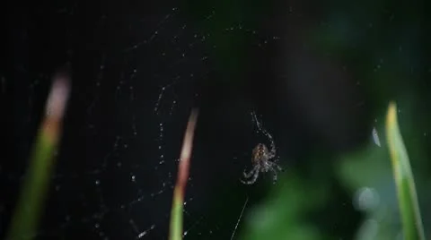 Spider and web Stock Footage 8855428