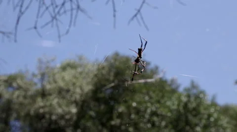 Spider and web Stock Footage 48125703