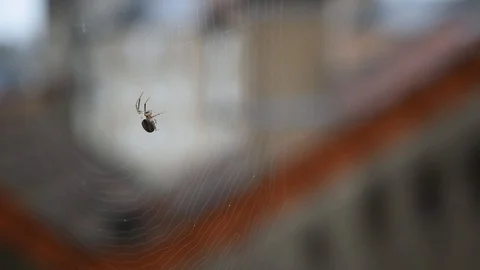 Spider and web Stock Footage 123952307