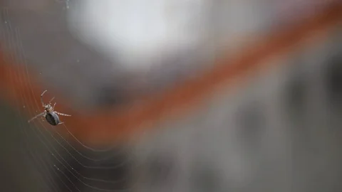 Spider and web Stock Footage 123952536