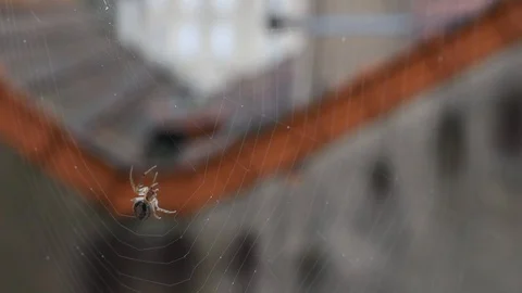 Spider and web Stock Footage 123952563