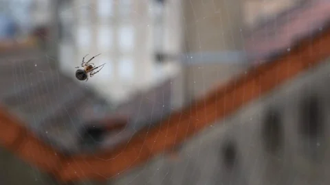 Spider and web Stock Footage 124160837