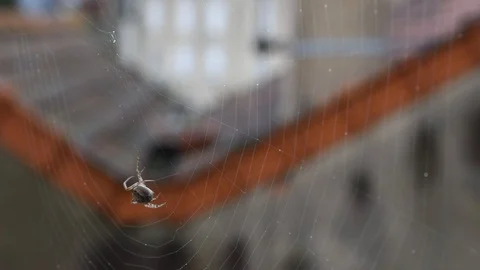 Spider and web Stock Footage 124161844