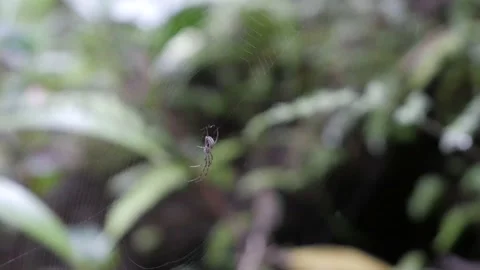 Spider And Web Video stock 199088745
