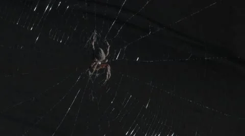 Spider and Web at my windo Stock Footage 10572577