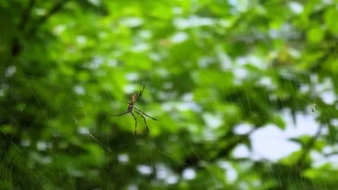 Spider and web in the nature Stock-Footage 274470249