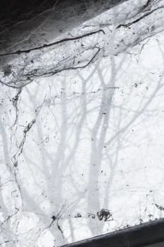 Spider and web on old window Stock Photos