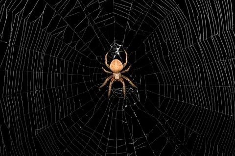 Spider and web 写真素材