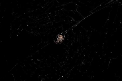 Spider and Web Stock Photos