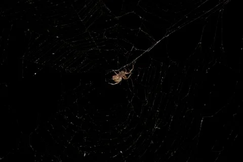 Spider and Web Stock Photos